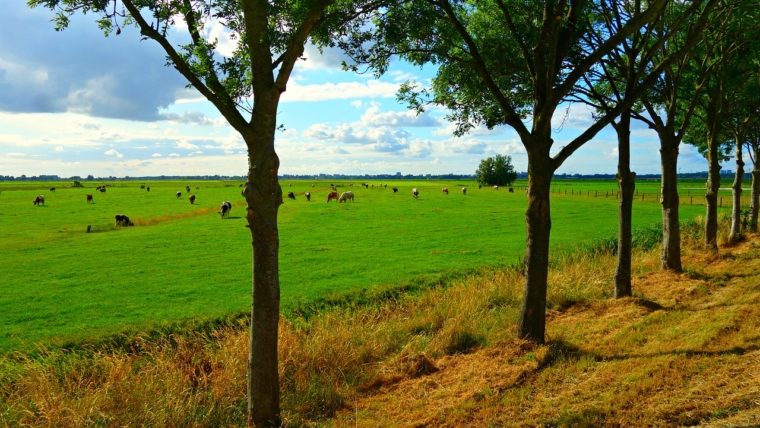 The SDGs and reforming policy coherence in the Netherlands: The case of food and agriculture